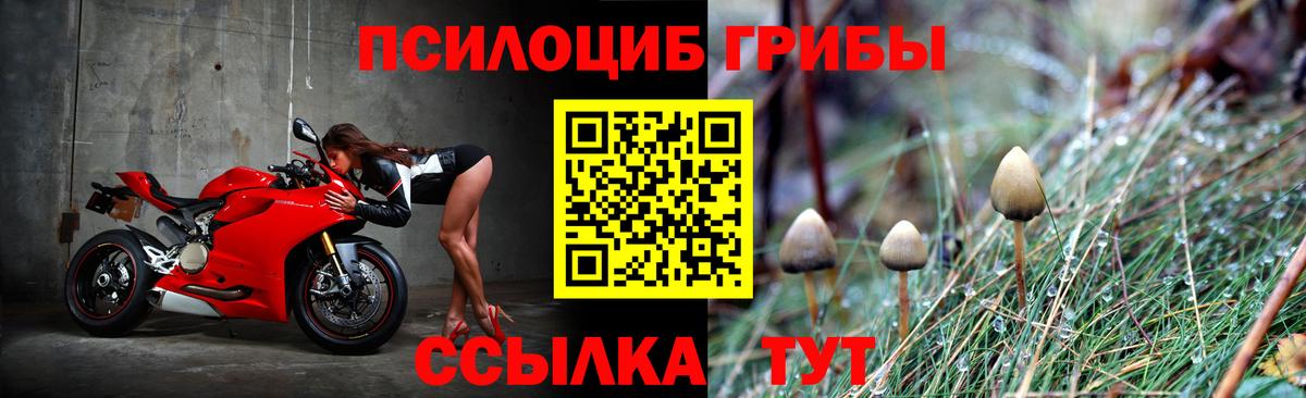 купить наркотик  Вход с VPN  Сальск  Галлюциногенные грибы Psilocybine cubensis 